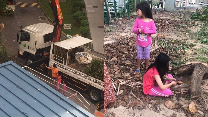 Dua Anak Perempuan di Singapura ini Menangis Lihat Petugas Potong Pohon Dekat Rumahnya