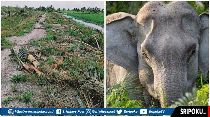 GAJAH Sumatera Ngamuk di Areal Pertanian Warga Lalan Muba, Diusir Pakai Obor, Terpantau ada 6 Ekor