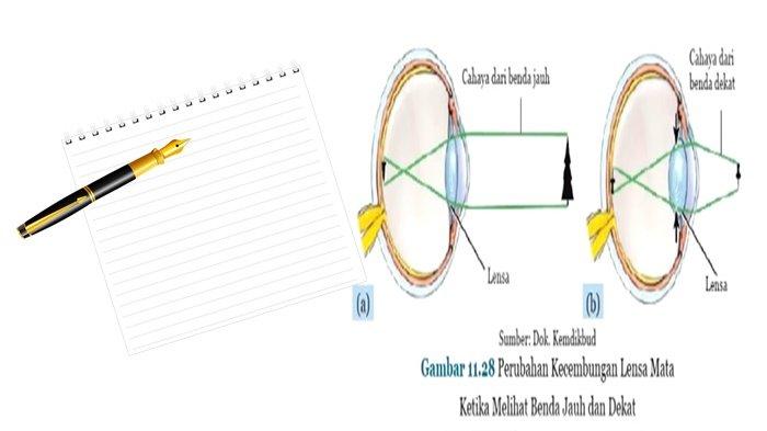 Rangkuman Materi IPA Kelas 8 SMP BAB 4 Kurikulum Merdeka, Ringkasan Getaran, Gelombang dan Cahaya