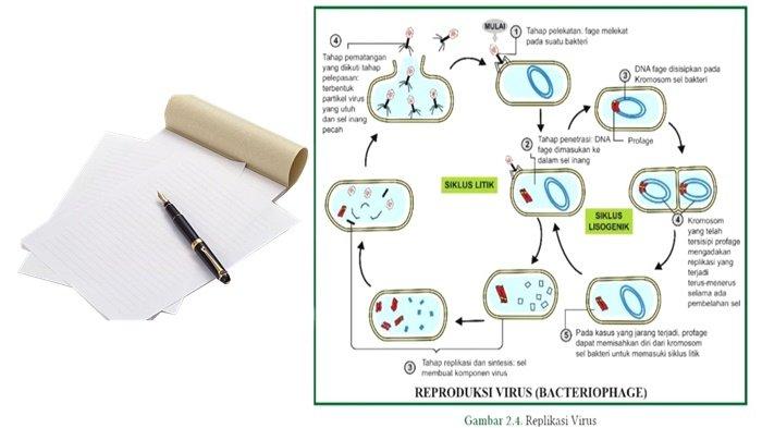 Rangkuman Materi IPA Kelas 10 SMA Bab 2 Kurikulum Merdeka, Pembahasan Tentang Virus dan Peranannya