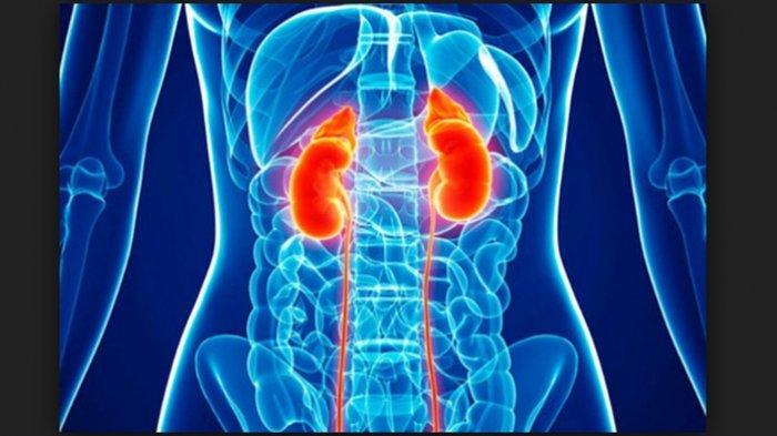 Tinggalkanlah 6 Kebiasaan Remeh Yang Sering Tidak Anda Sadar Ini agar Kebersihan Ginjal Terjaga