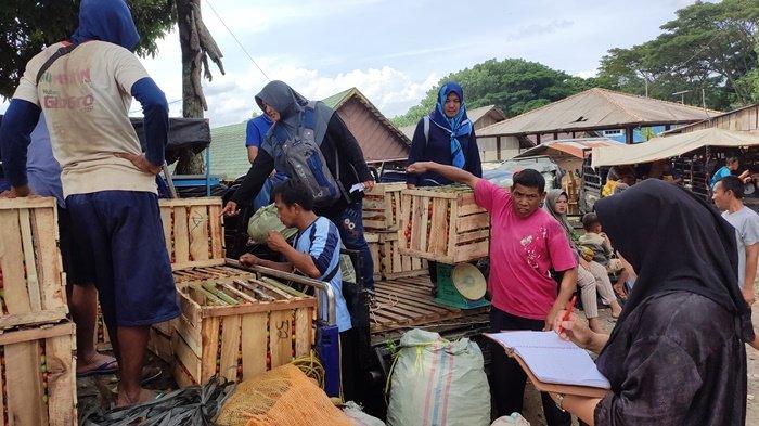 'Pemerintah tak Mampu Apalagi Kami' Petani Pasrah Harga Sayuran tak Ada Harga di Pagaralam