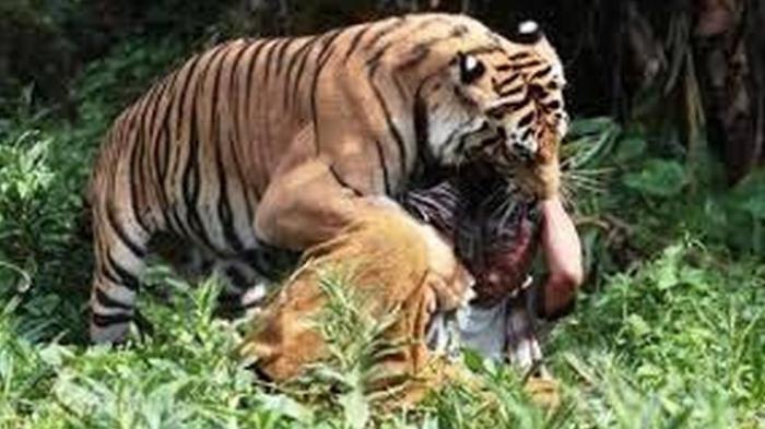 Harimau Sumatera Terkam Pawangnya Saat Bersihkan Kandang