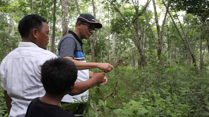 Heri Amalindo Ajak Masyarakat Lestarikan Alam dan Menanam Tanaman Langka Seperti Pohon Garu