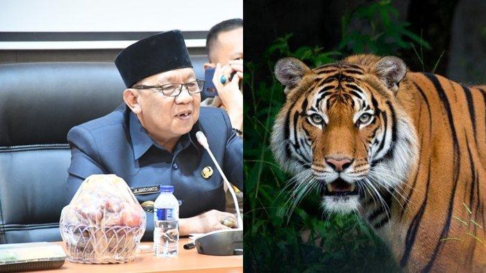 BREAKING NEWS: Harimau Teror Petani, Wabup Lahat Haryanto: Berkurangnya Hutan Lindung Jadi Penyebab
