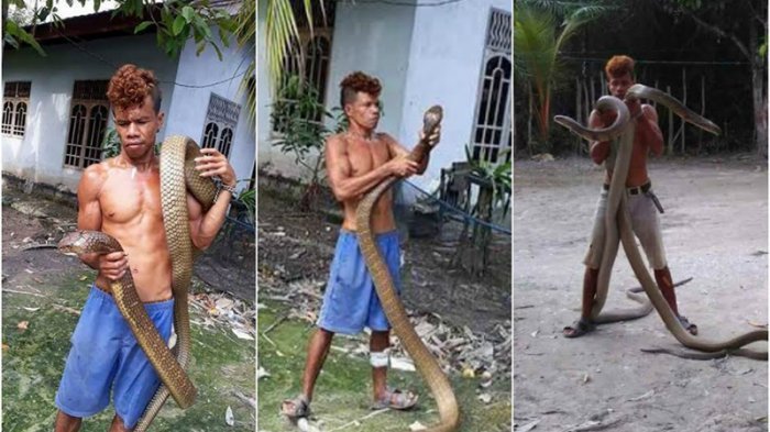 VIDEO: Seram! Warga Kampar Ini Bikin Heboh, Main-main dengan Dua Ular King Kobra