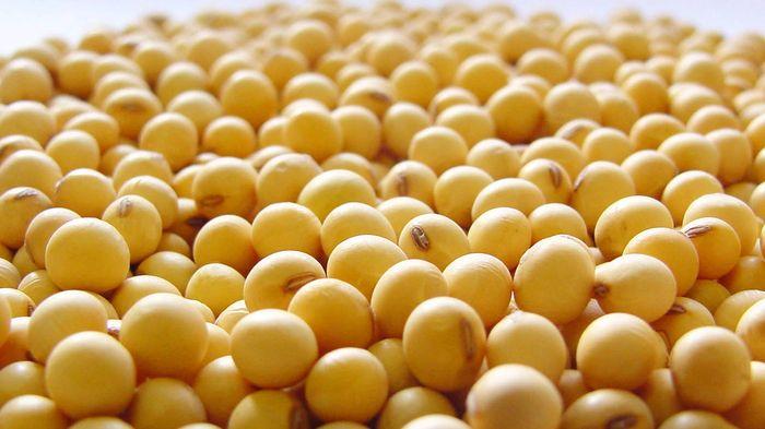 Manfaat Kedelai untuk Mengendalikan Berat Badan Ideal