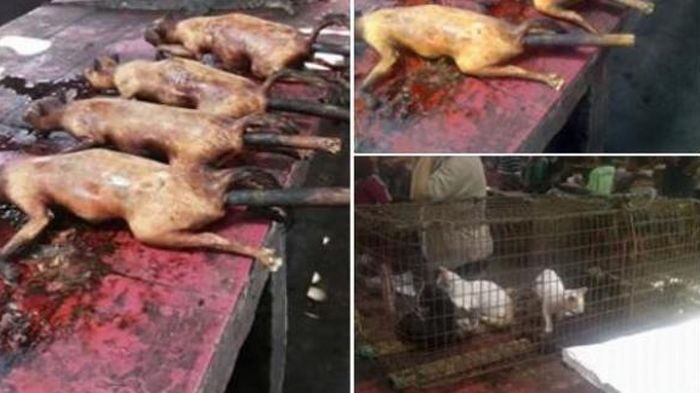 Lebih dari Sejuta Kucing dan Anjing Dibantai dengan Brutal untuk Restoran