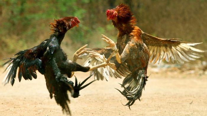 Ikut Sabung Ayam, Nilai Taruhan Bisa Tembus Rp 10 Juta