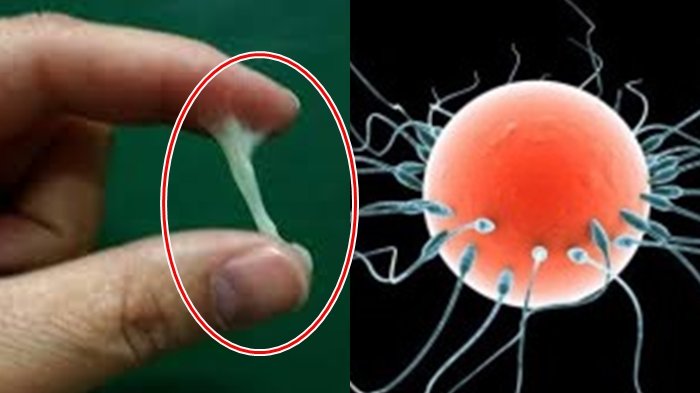 Wajib Tahu, Ternyata Ada 27 Virus yang Bisa Ditularkan Lewat Sperma