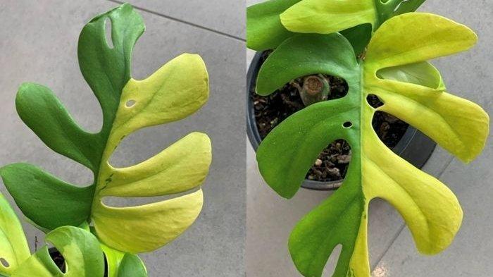 Kini Janda Bolong Dihargai Rp100 Juta, Siapa 'Penggorengnya' yang Bikin Harga Jadi Irasional