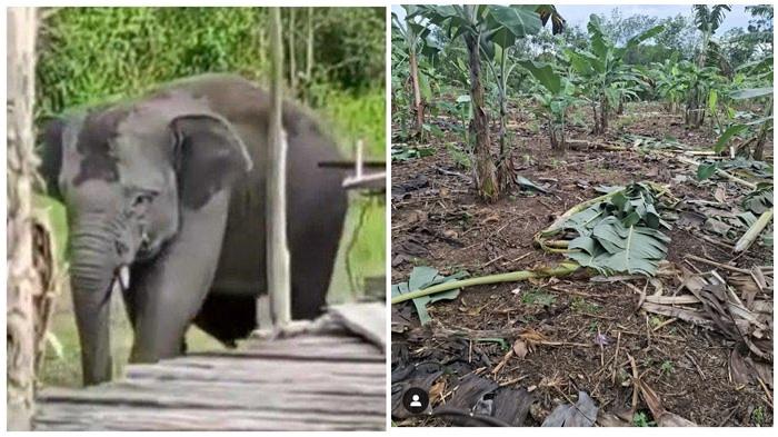 GAJAH Liar 'Mbah Gede' Ngamuk di Desa Sinar Danau OKU Selatan, Kebun Pisang Habis Luluh Lantak