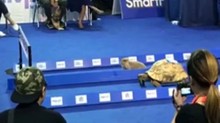 VIDEO : Ayo Tebak. Siapa yang Menang di Lomba ini. Kelinci atau Kura-kura ?