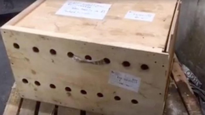 Petugas Bandara Curiga Lihat Kotak Ini, Pas Dibuka Ternyata Isinya Bikin Semua Orang Kaget