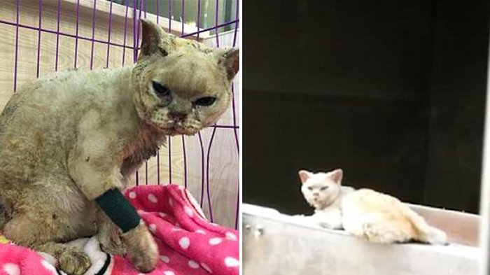 Kucing ini Setia Menunggu Pemiliknya yang Sudah Meninggal Dunia Meski Tubuhnya Terbakar