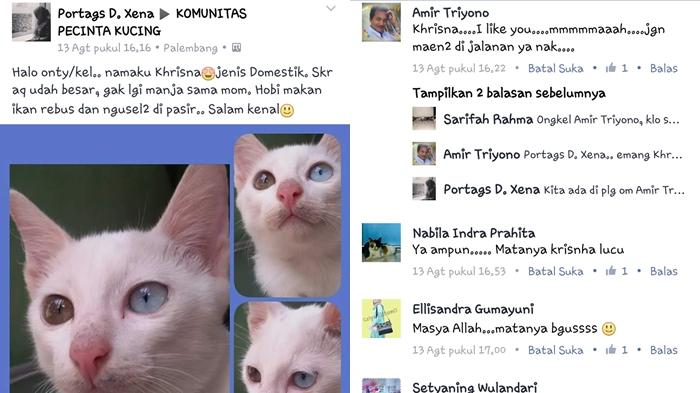 Punya Keanehan Pada Warna Matanya, Kucing Cantik Ini Jadi Viral di Media Sosial