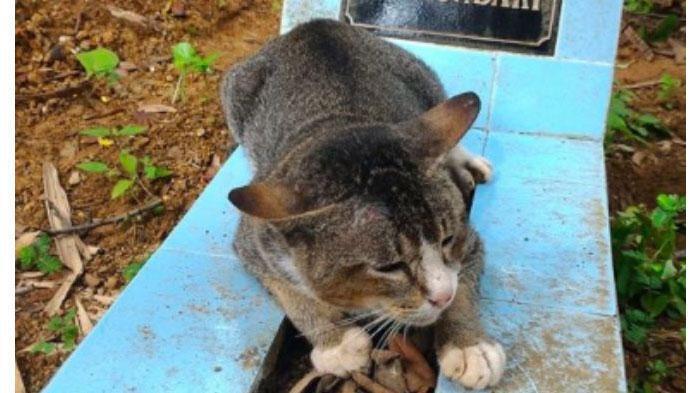 Beredar Info Kucing yang Hanya Pulang untuk Makan Lalu Kembali ke Kuburan Majikannya