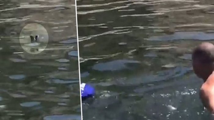 Asyik Berlayar di Laut, Keluarga ini Lihat Benda Aneh Bergerak Dalam Air, Pas Didekati Ternyata. . .