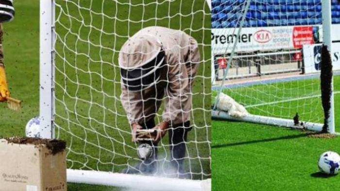 Ribuan Tawon Kuasai Tiang Gawang, Hentikan Ujicoba Sepakbola