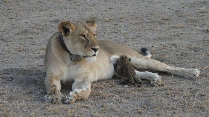 Induk Singa pun Berkenan Menyusui Anak Macan Tutul