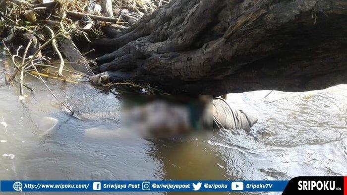 BREAKING NEWS: Heboh Penemuan Mayat Tersangkut Kayu di Sungai Kelingi Musirawas, Mukanya tak Jelas