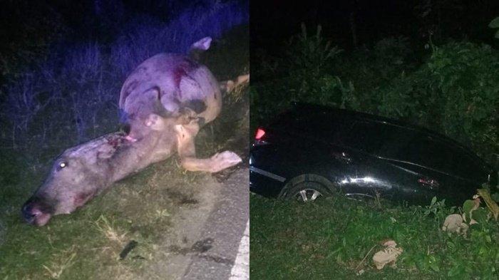 Kecelakaan di Muratara, Minibus Terpental Usai Hantam Kerbau, Mobil Nyungsep ke Parit Kerbau Tewas