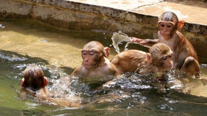 India Diserang Gelombang Udara Panas, Monyet pun Ikut Kelimpungan