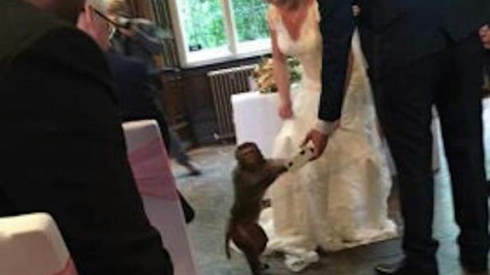 VIDEO : Lihat Siapa Yang Membawa Cincin Di Hari Pernikahan Pasangan ini