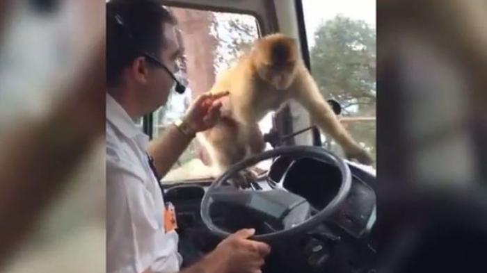 VIDEO: Para Turis Tertawa Ngakak Melihat Ulah Monyet Mengganggu Sopir