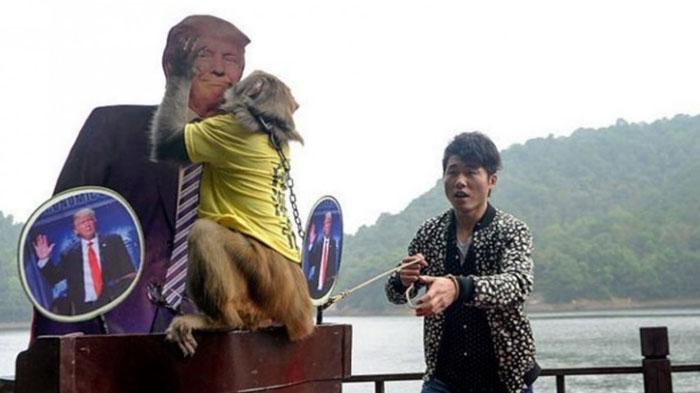 Boleh Percaya Boleh Tidak. Ternyata Kemenangan Donald Trump Sudah Diprediksi oleh Monyet Ini!
