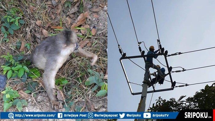 Gara-gara Monyet, 2 Jam Listrik di Muaradua OKU Selatan Padam