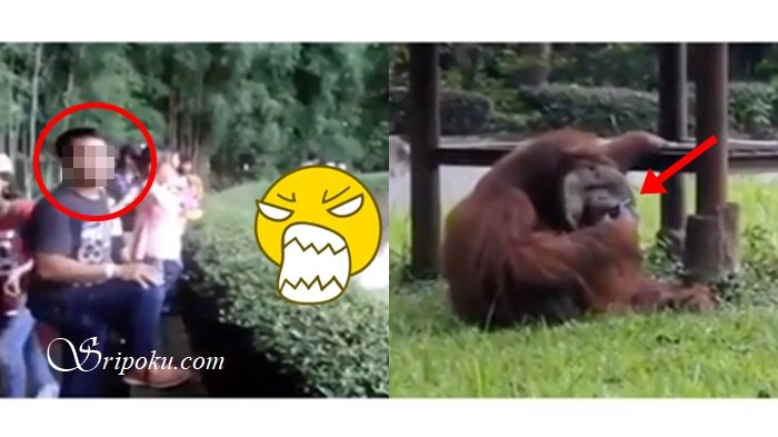 Ini Detik-detik Pengunjung Lempar Rokok ke Orangutan yang Tengah Viral, Netizen: Cari Orangnya!