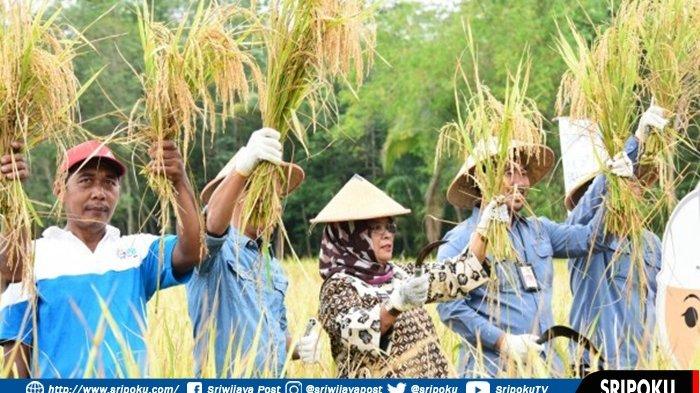 Wakil Bupati Musirawas Panen Padi SRI Organik