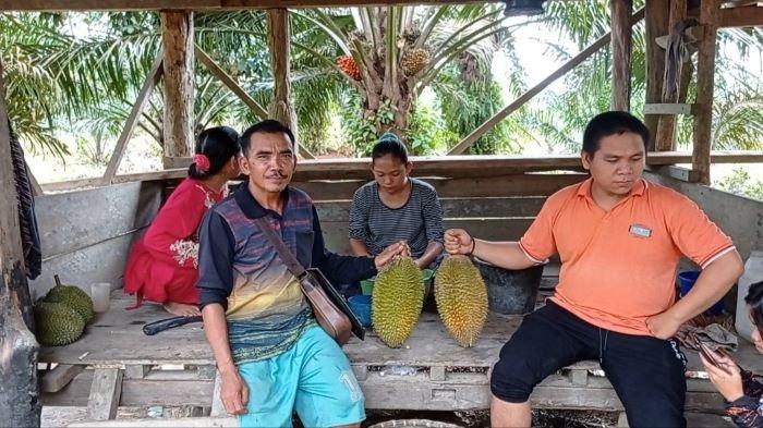 Musim Durian di Muratara, Bisa Panen Sampai 400 Buah Permalam Harga per Buah Hanya Rp 10 Ribu