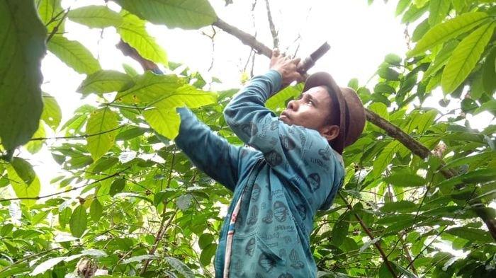 Kabupaten Empatlawang Punya Kopi, Tapi Lampung yang Punya Nama, Ini Kata Kadis Pertanian