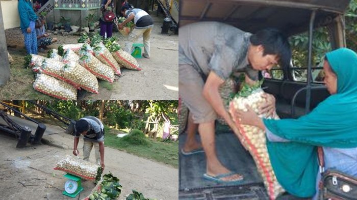 Harga Buah Duku Anjlok, Pedagang Kurangi Pengiriman ke Pulau Jawa, Bisa Rp 5 Ribu Per Kilogram