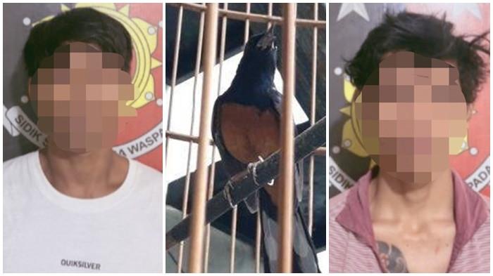 DUA Pemuda Ini Tergiur Burung Murai Batu, Kini Berakhir Masuk Penjara Polsek Gunung Megang