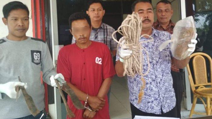 Kalung Sapi Dipasangi GPS, Berhasil Melacak Pencuri