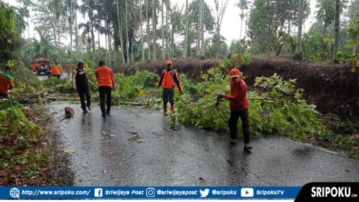 Menghadapi Even Grand Fondo Ranau, 7 Titik Lokasi Tepian Jalan Dilakukan Pemangkasan Pohon