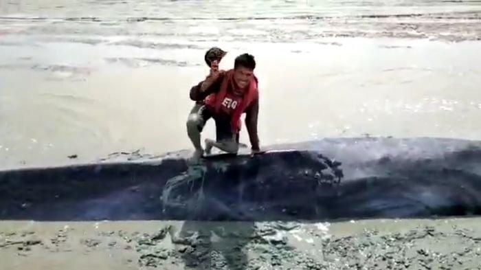 Ikan Paus Terdampar di Kecamatan Tulung Selapan OKI, Diduga Hanyut Saat Air Sedang Pasang
