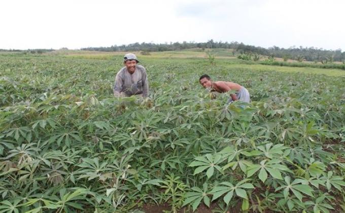 Harga Singkong Racun di OKU Timur Mulai Naik, Petani Semakin Bergairah