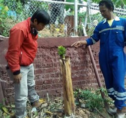 Pisang Unik, Berbuah Tanpa Daun dan Tandan Buahnya Lurus ke Atas