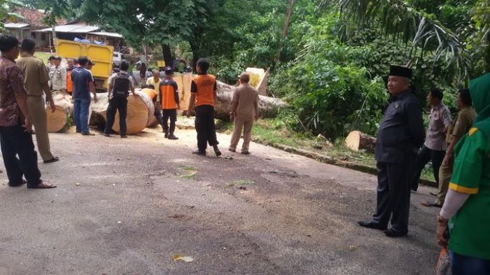 Pemkab OKU Tebang Pohon Berusia Diatas 50 Tahun, Ini Penyebabnya