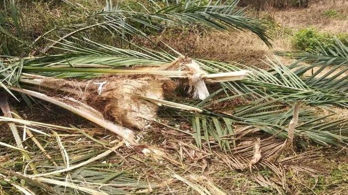 Gajah mengamuk Robohkan Pohon Kelapa Sawit di Kecamatan Rawas Ilir Kabupaten Muratara
