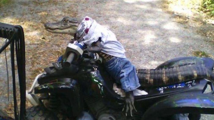 Ini Dia Rambo, Buaya yang Bisa Mengendarai