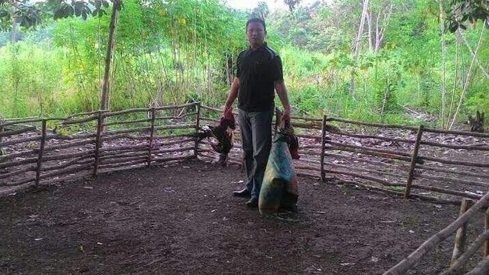 Sambil Bawa Ayam Jagonya, Penjudi Ayam Sabung Lari Tunggang Langgang