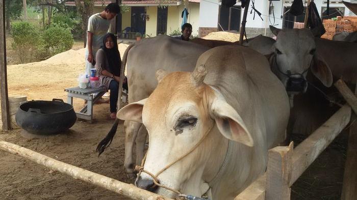 85 Warga Gunungkidul Terjangkit Antraks, Satu Meninggal Usai Makan Daging Sapi yang Sudah Mati