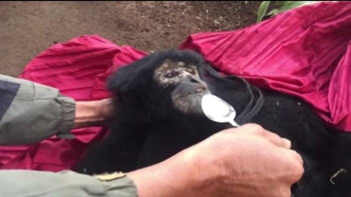 Siamang Tergeletak di Jalur Pendakian Gunung Dempo, Mati saat Diberikan Pertolongan, Diduga Sakit