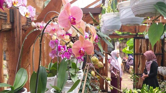 Dari Beragam Jenis Anggrek Hingga Monstera, Wanita di Pagaralam Koleksi Beragam Jenis Tanaman Hias