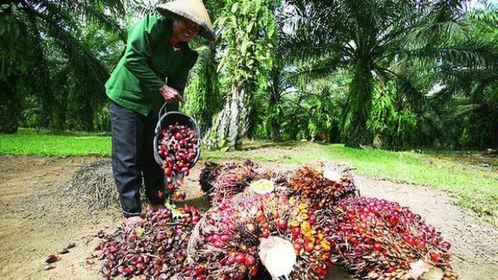 Soal Minyak Sawit, Gubernur Se-Sumatera Bakal Ajukan Gugatan ke MK